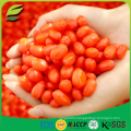 dried goji berry manufacturer with cheap price